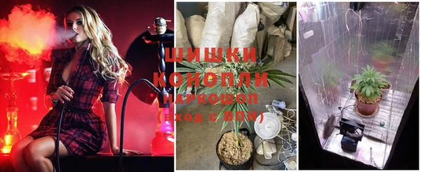 прущие грибы Аркадак